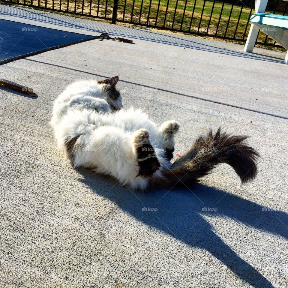 Cat rolling over