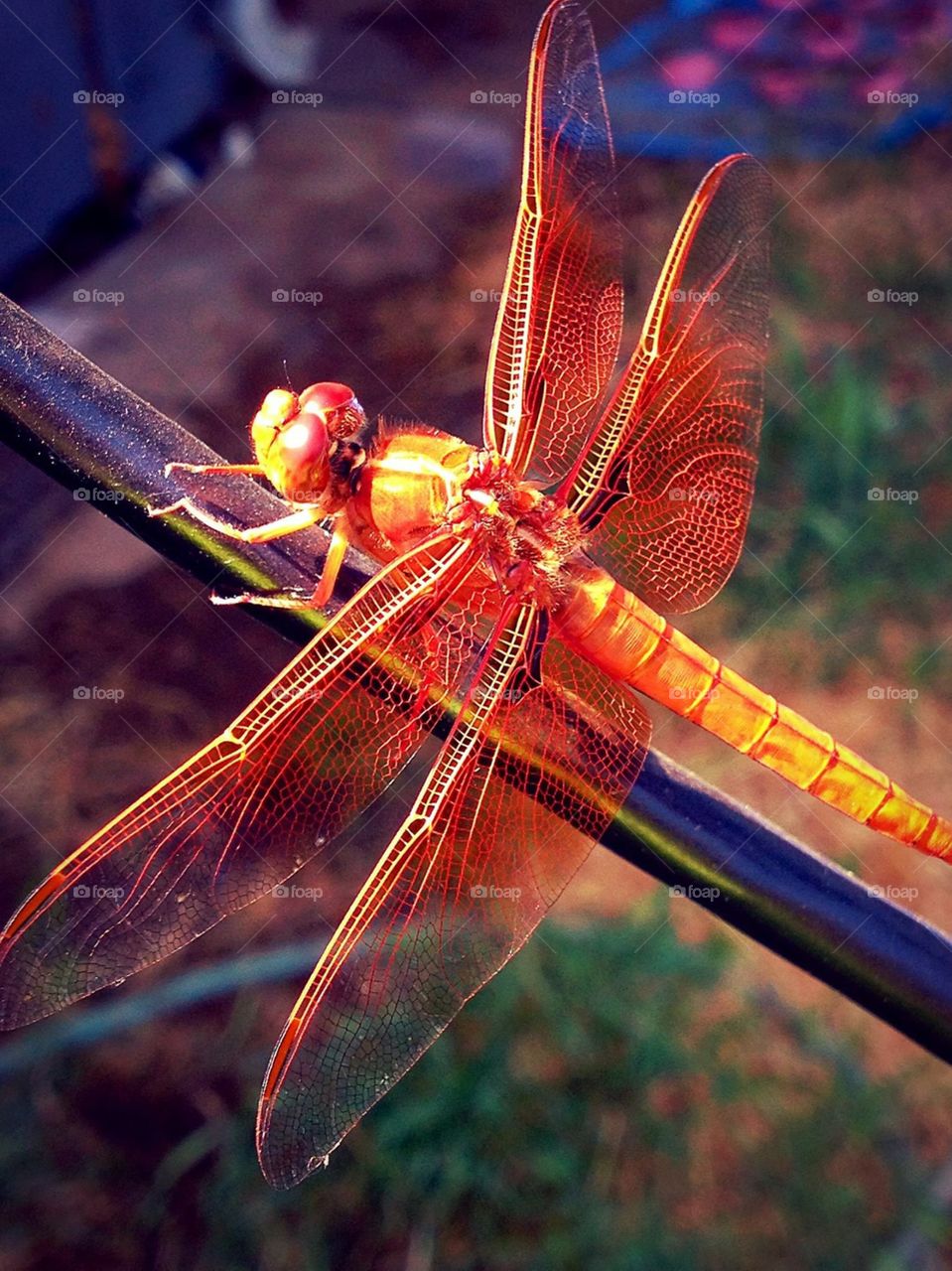 Dragonfly