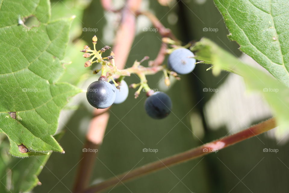 grapes