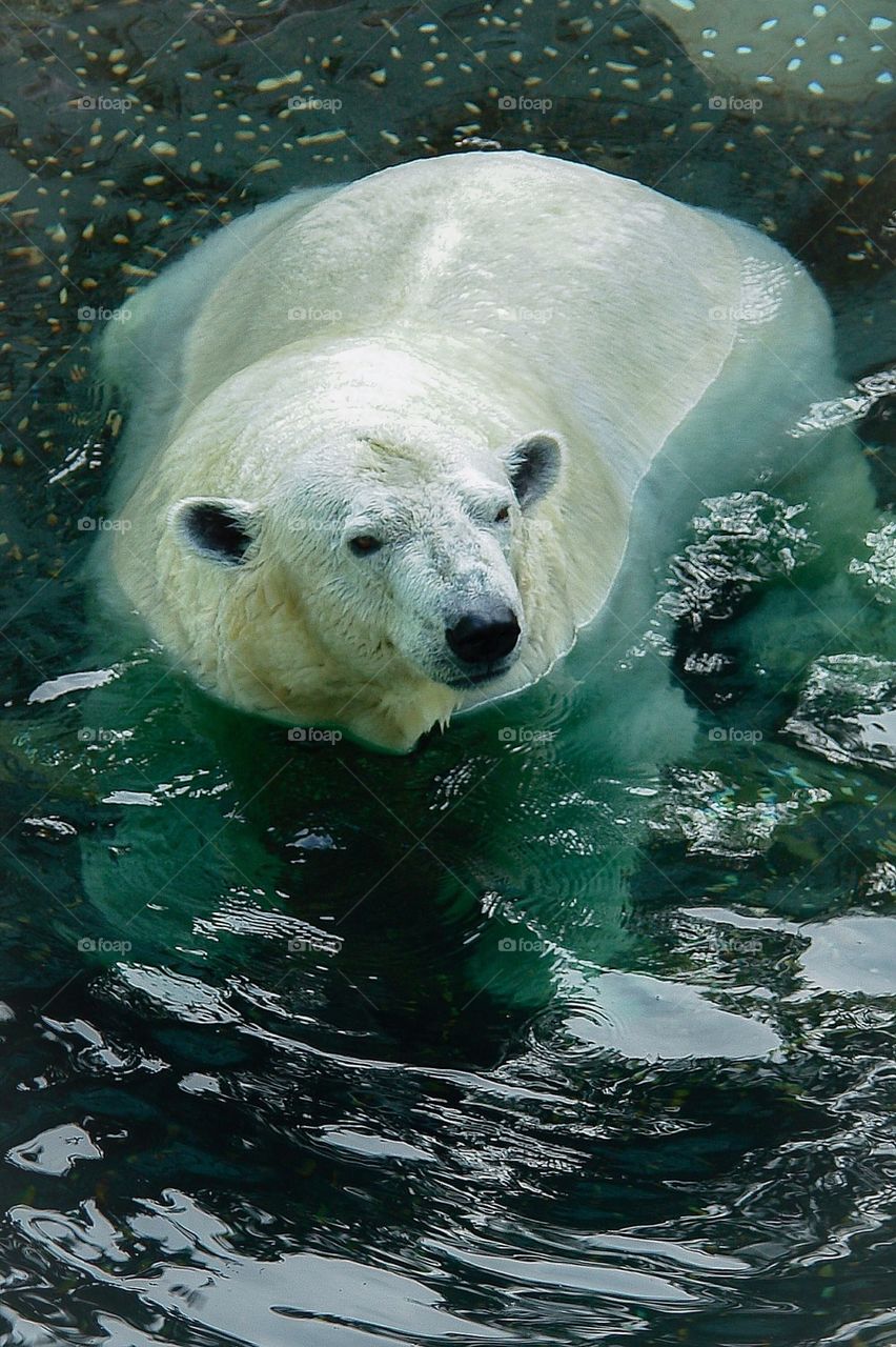 Polar bear