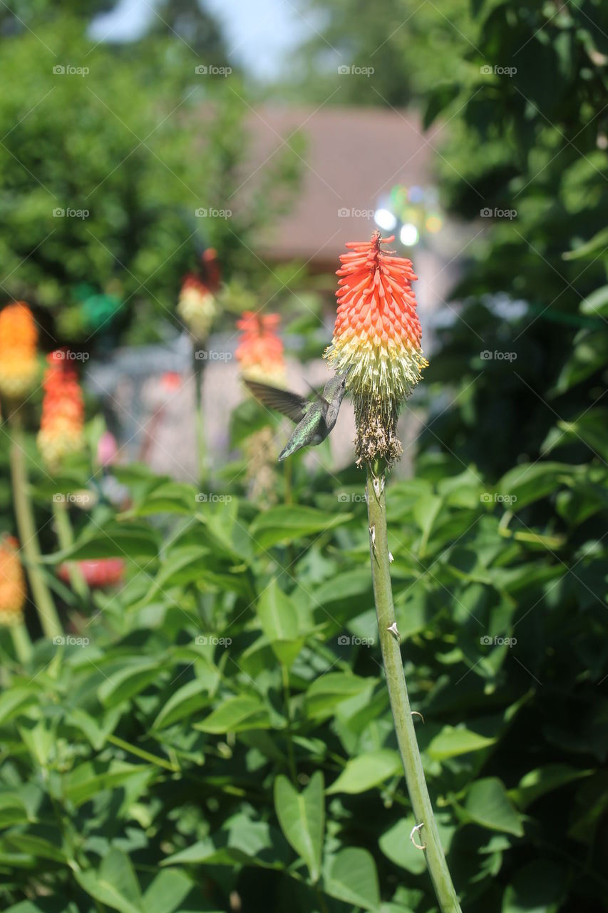 Hummingbird in action