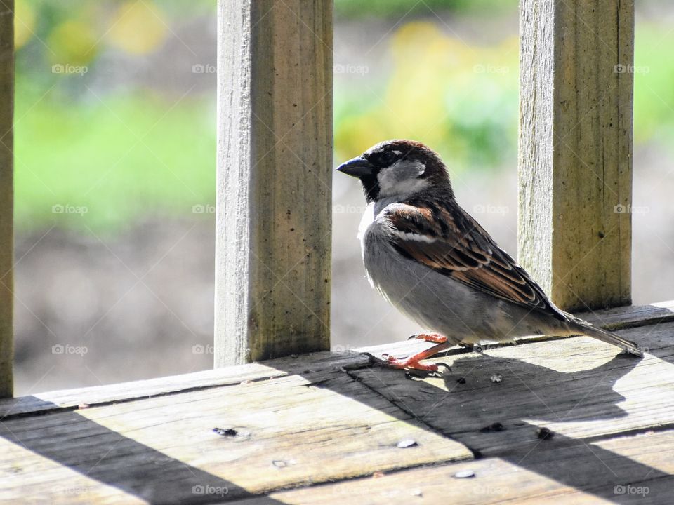 House sparrow perched on porch