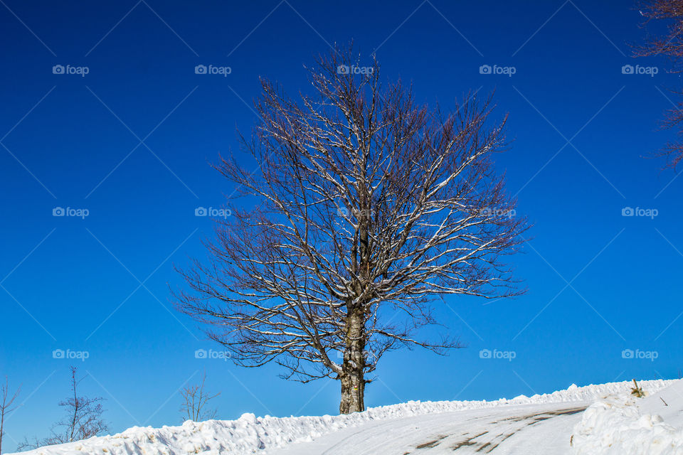 Alone tree, sunny winter day.