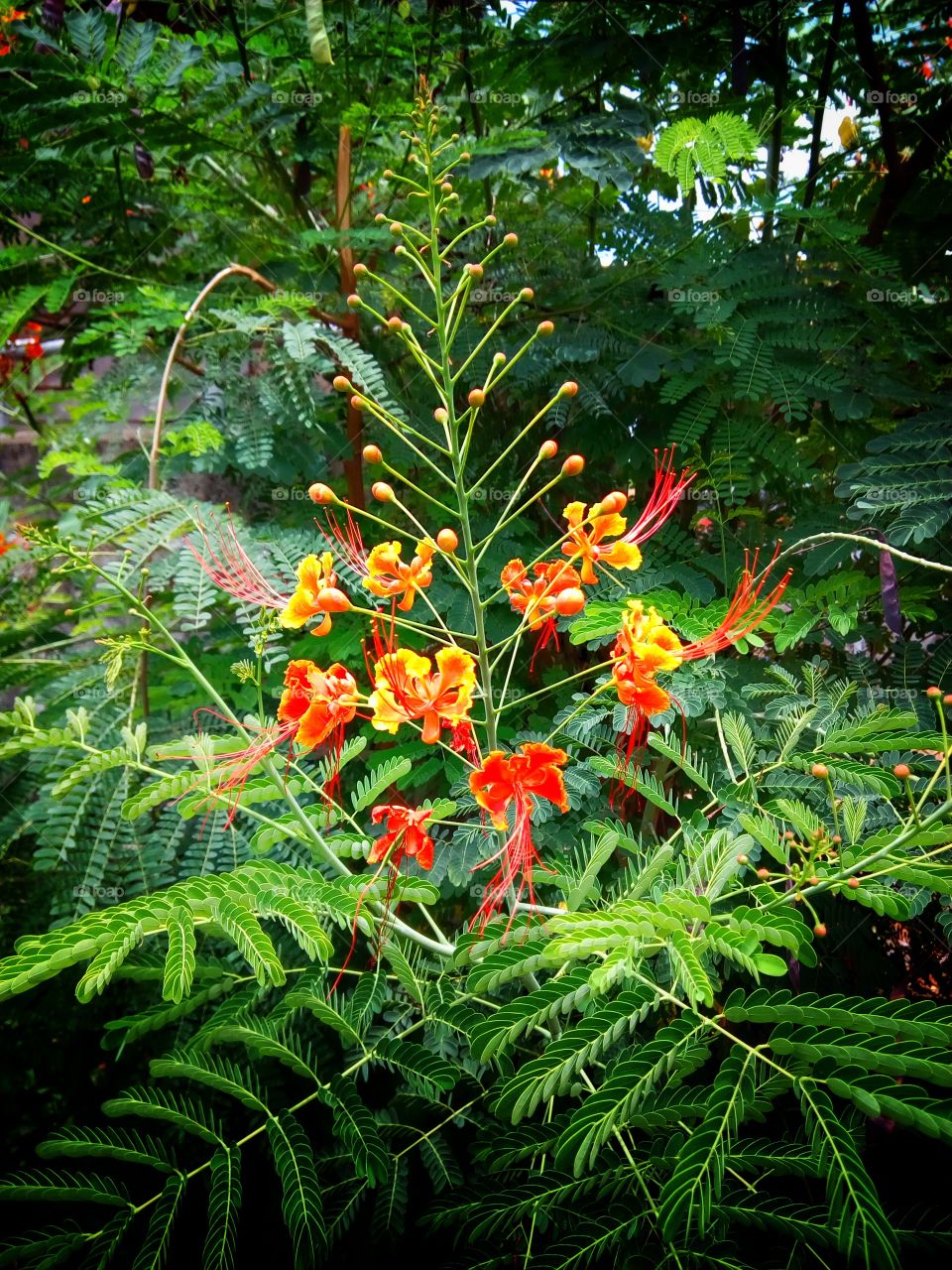 Peacock flower, sunlight