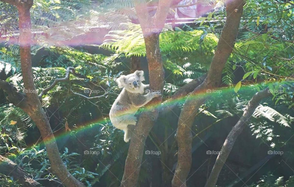 koala rainbow