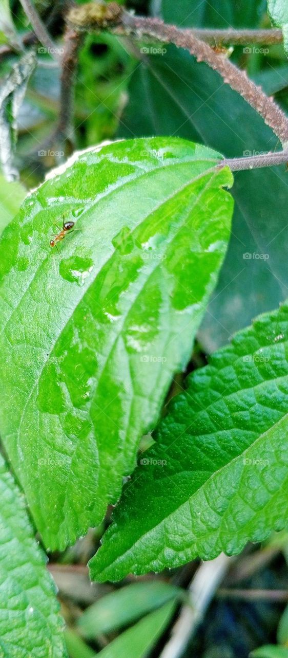A red ant is on a wet leaf of the pilea pumila plant.