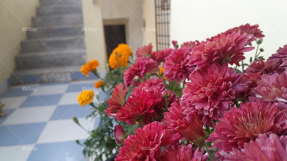 red velvet flowers