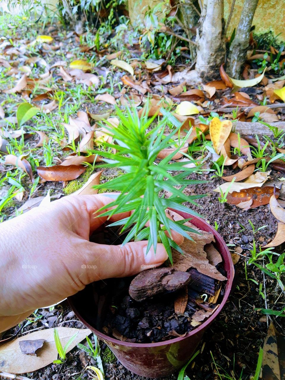 Araucaria small tree on a vase