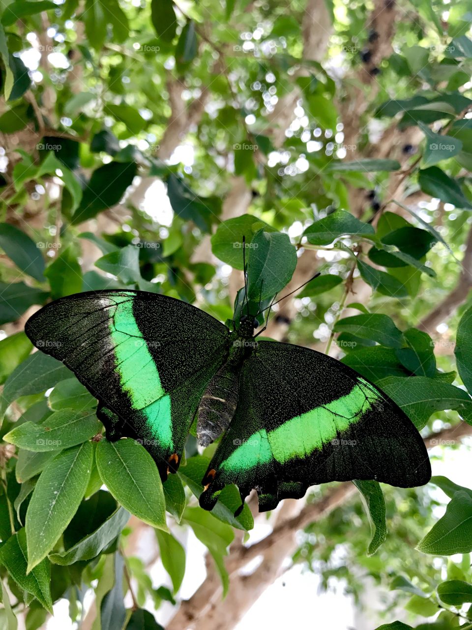 Green & Black Butterfly