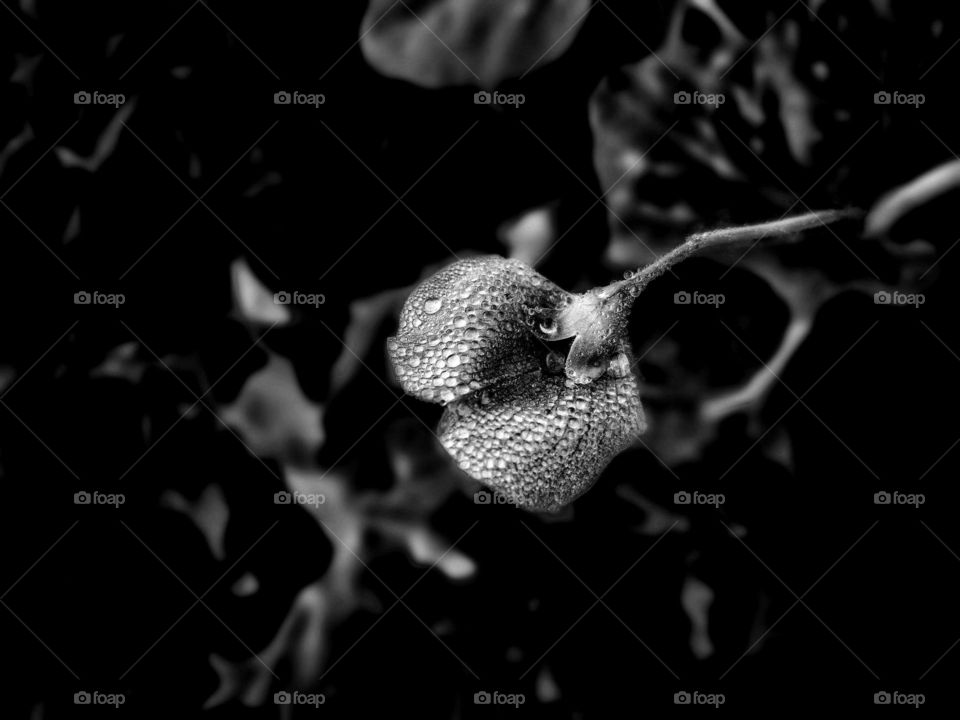 A black and white shot of raindrops on the beans flower. The highlight of the picture are the tiny droplets.