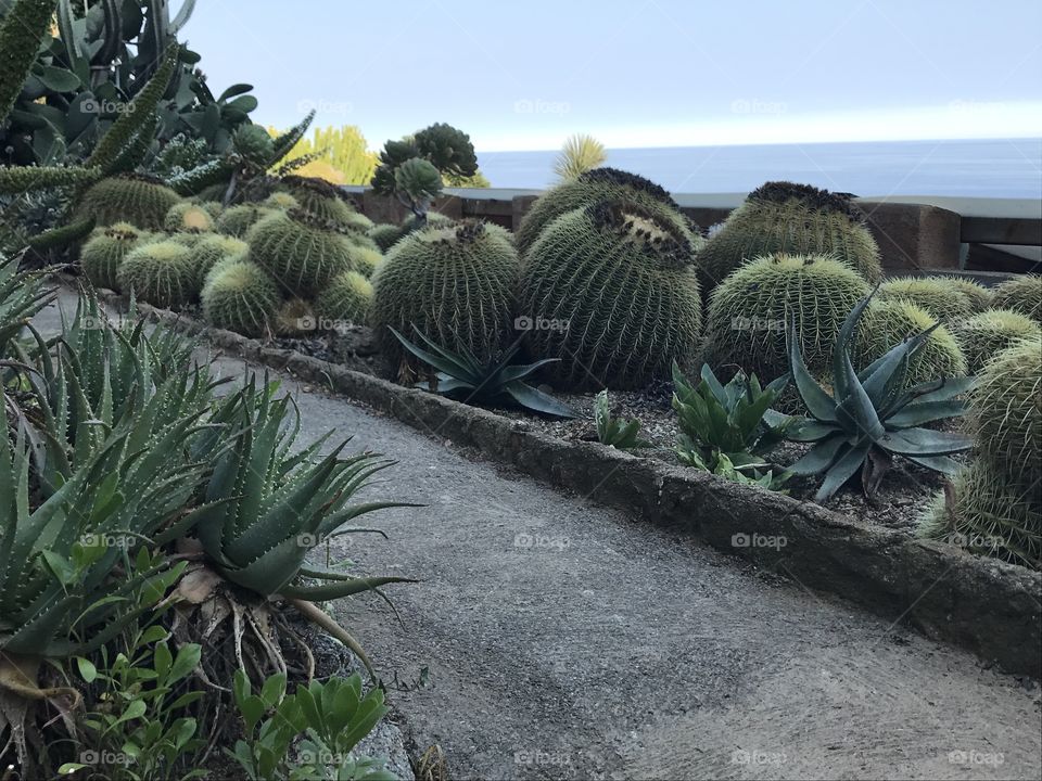 Champ de cactus vue sur mer 