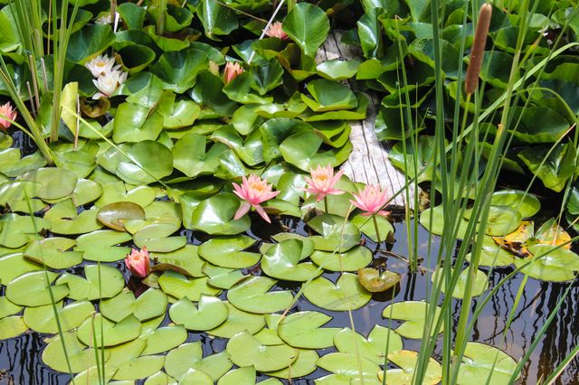 Water lilies