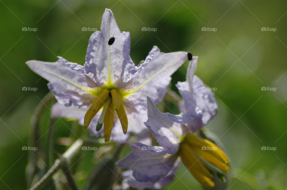 horse nettle