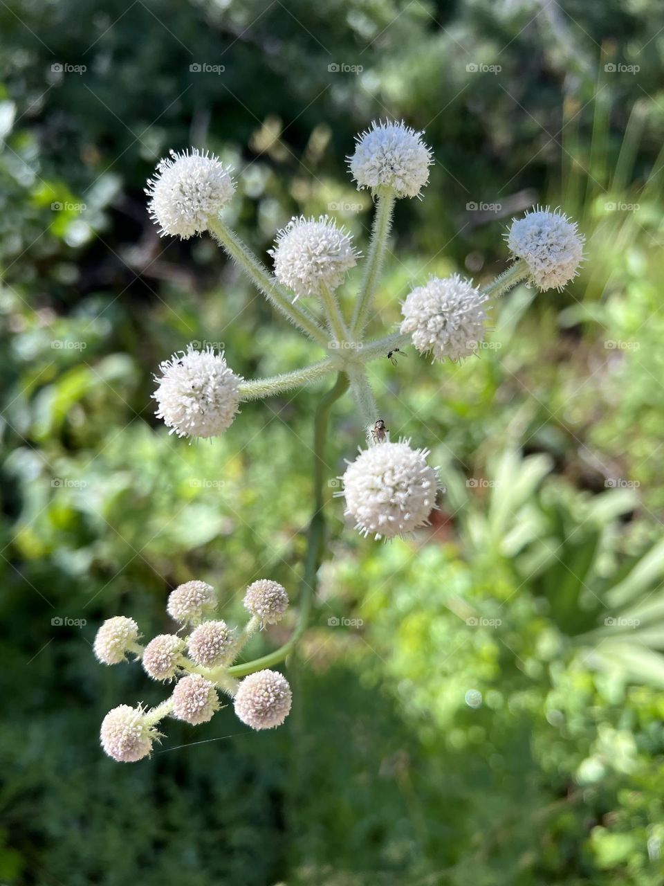 Wildflowers on Twin Lakes trail