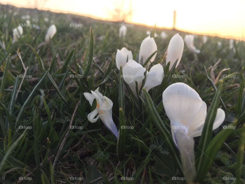 Flower, Nature, Grass, No Person, Flora