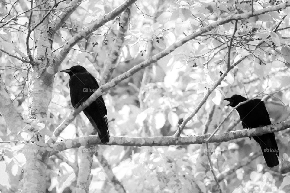 Two crows in a tree, one of which is getting the silent treatment despite the noise coming from the other. Infrared b&w treatment of the photo really focused attention on the crows & made the tree & branches look so delicate. 