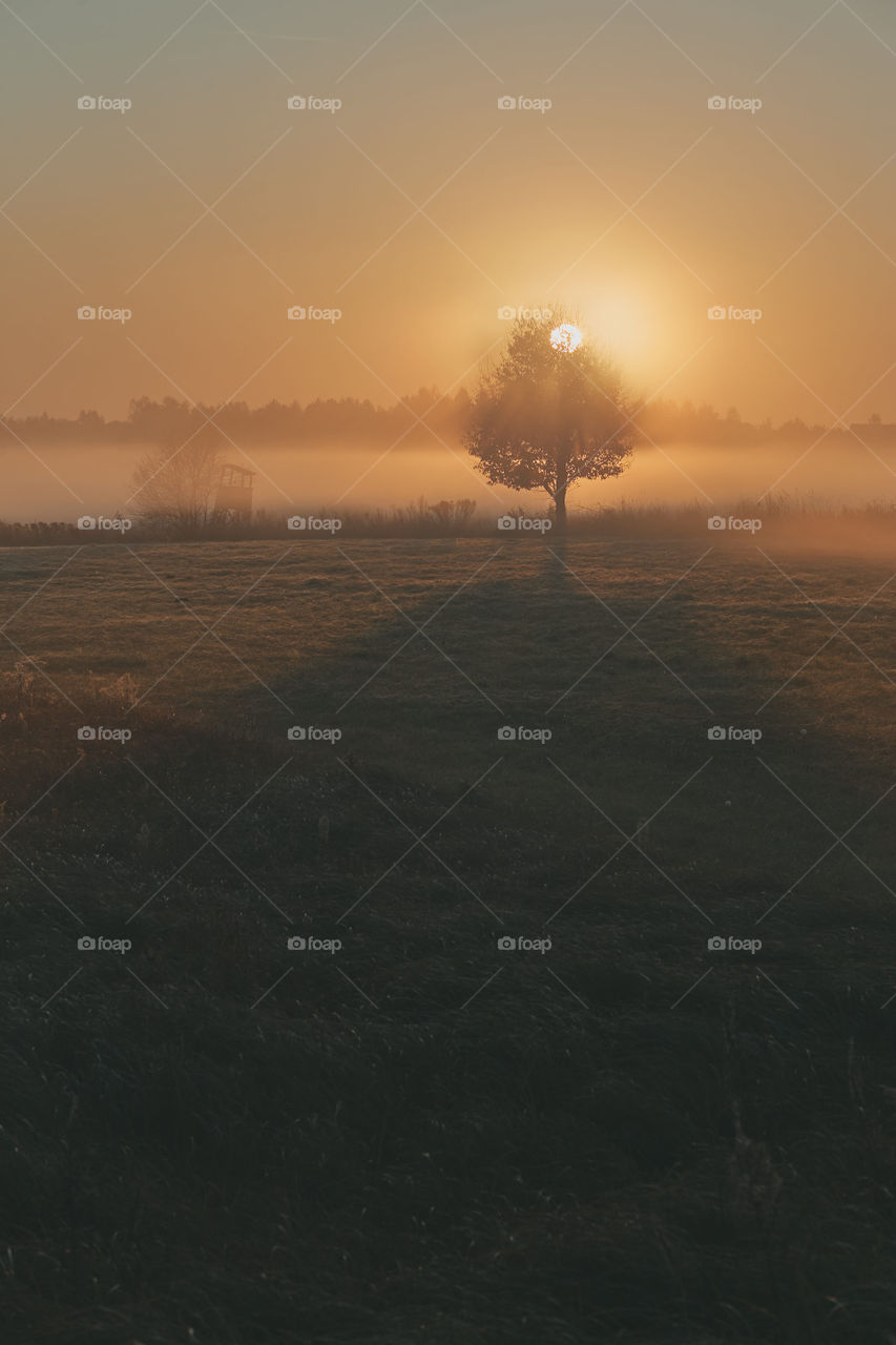 Sun rising above field flooded with fog in the morning. Meadow landscape with one tree in the field