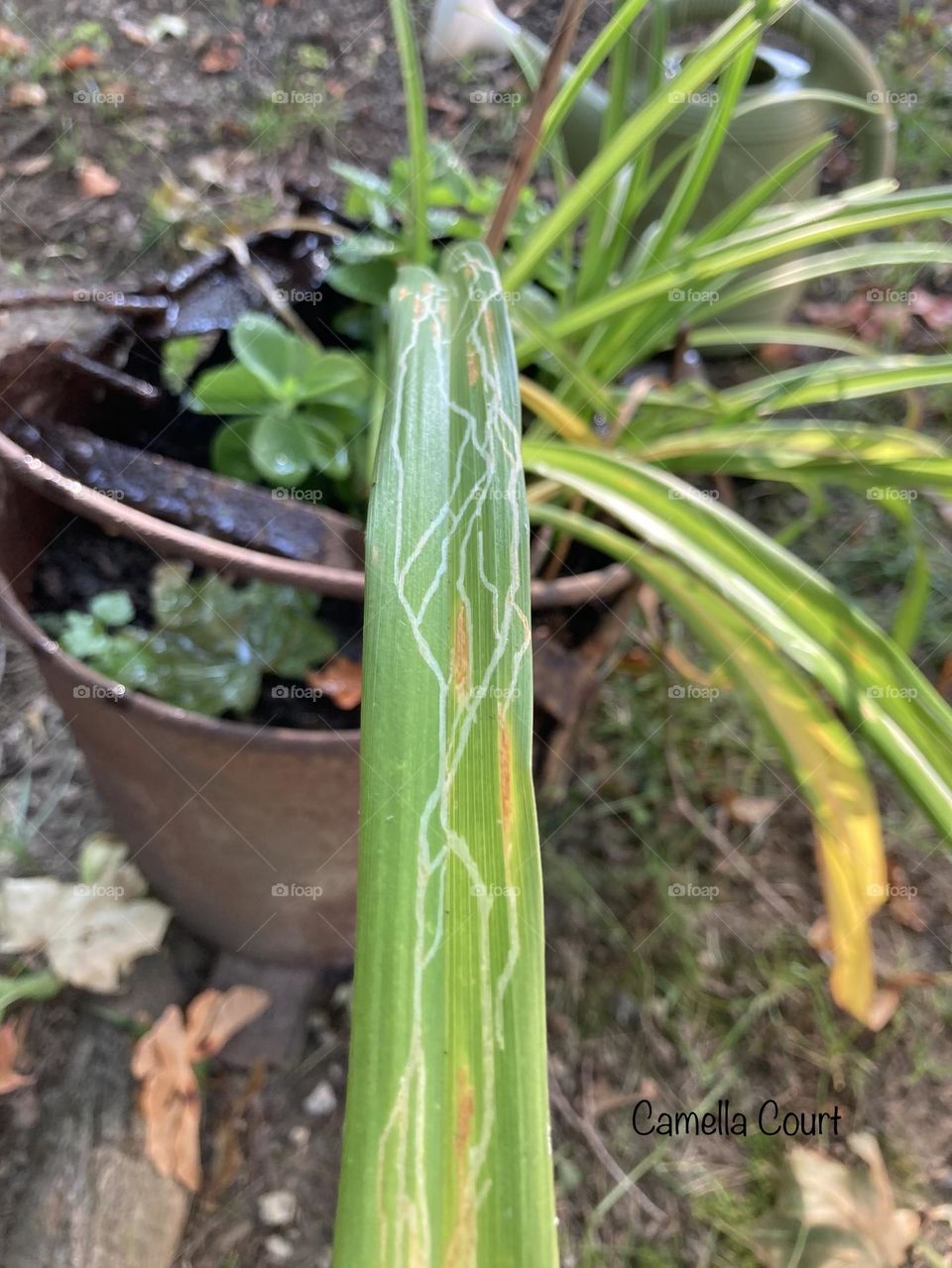 Stripes on a Tiger Lily leaf 