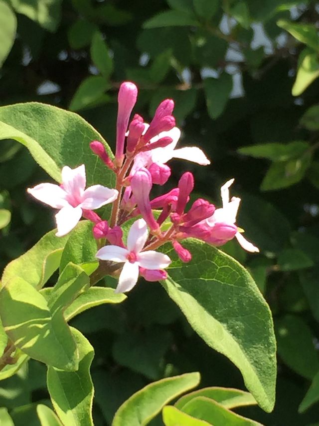 Lilac blooms
