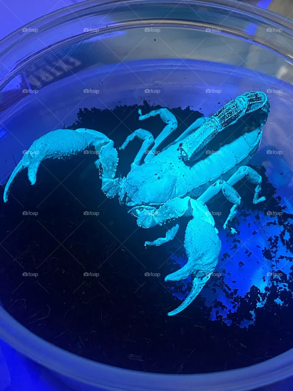 Scorpion