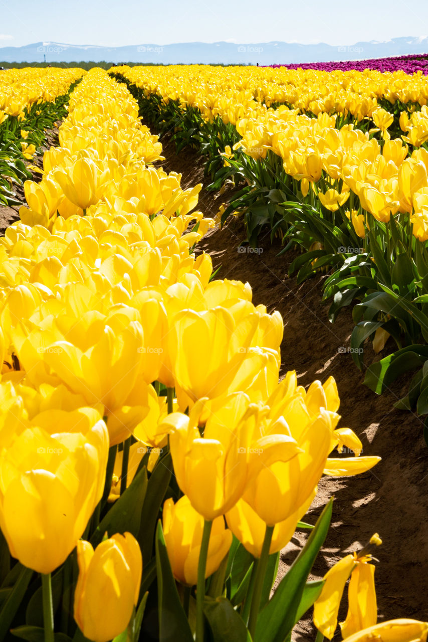 Row of yellow tulips