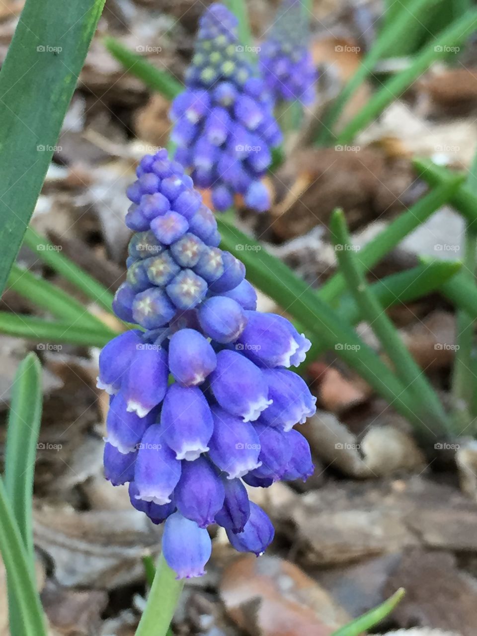 Grape Hyacinth