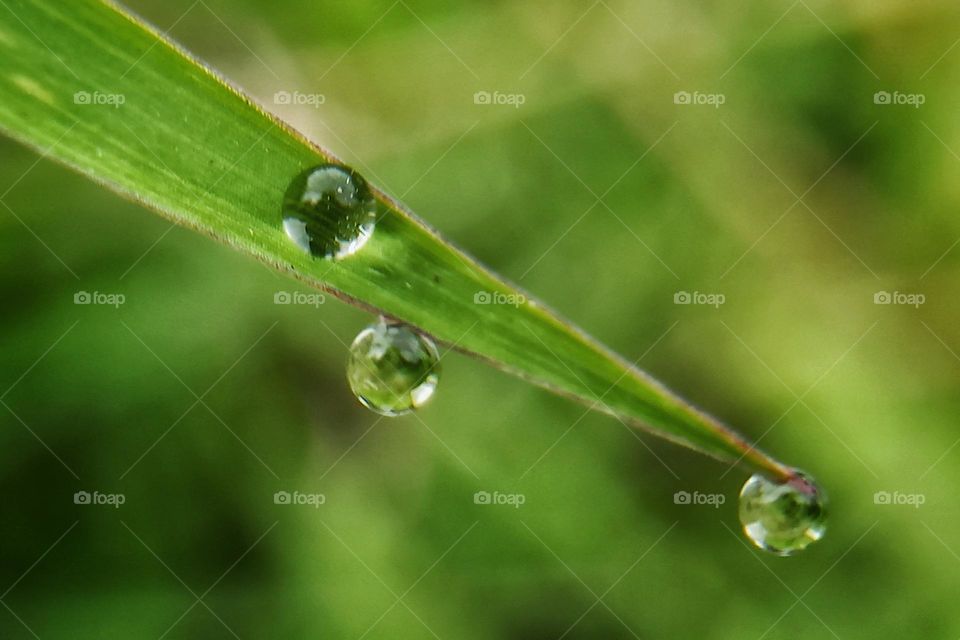 Dew water is grazed.