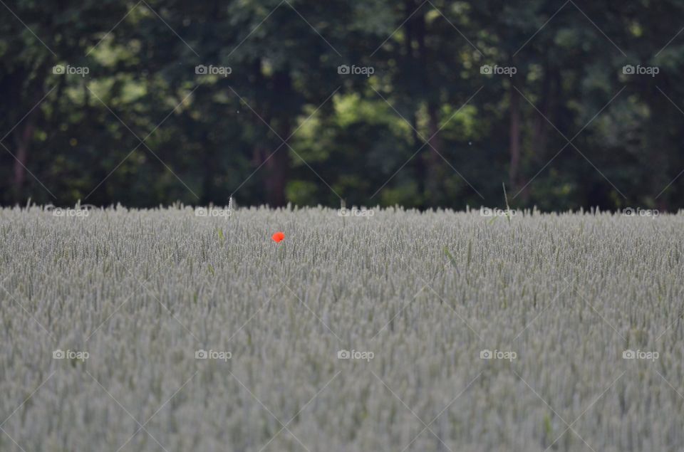 Single poppy in a wheat field