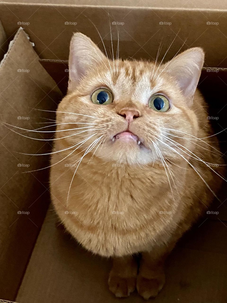 A cute orange tabby cat sitting in a large cardboard box