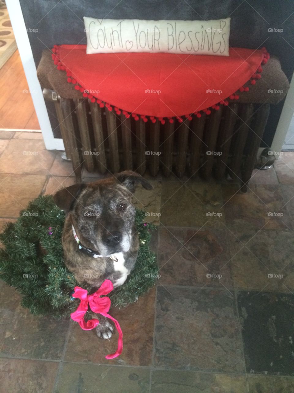 Merry Christmas from a dog in a wreath, count your blessings 