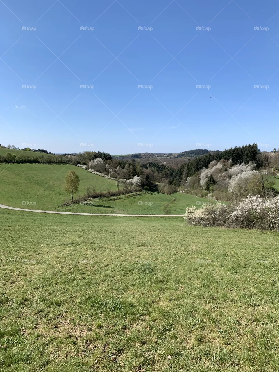 Green and blooming landscape in springtime with blue sky