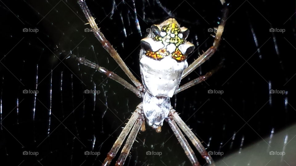 Silver Spider