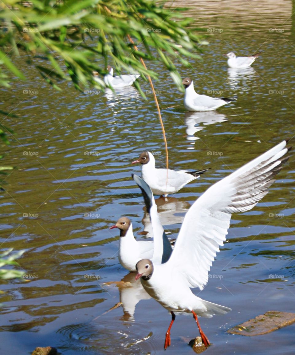 Black-headed seagulls in the pond