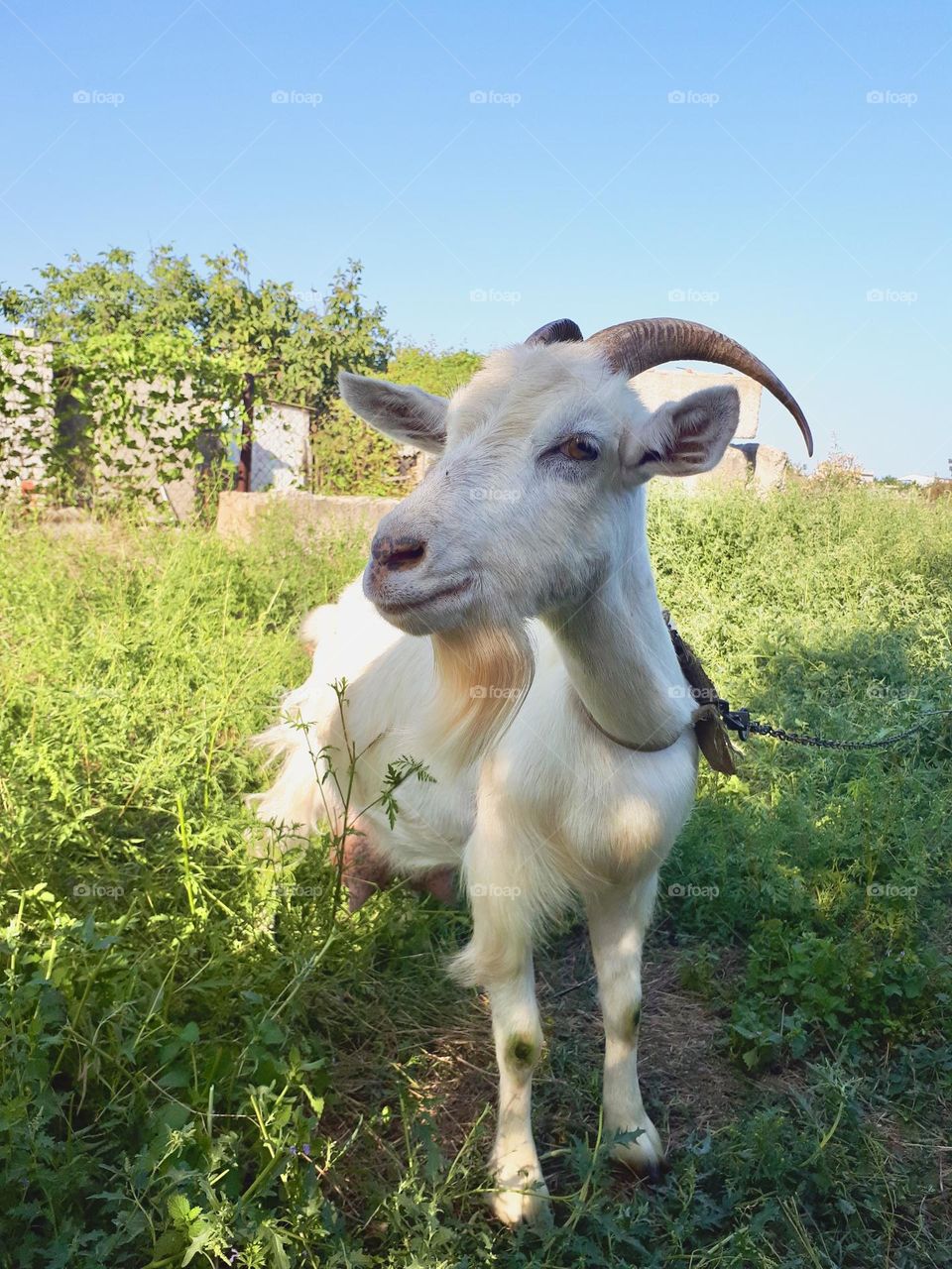 White goat with horns at the green field 