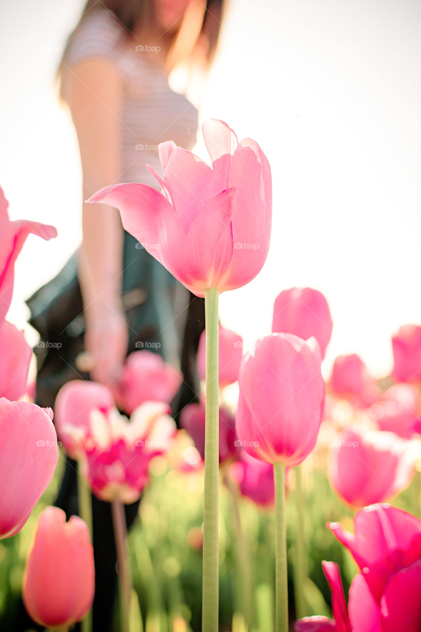 Tulips