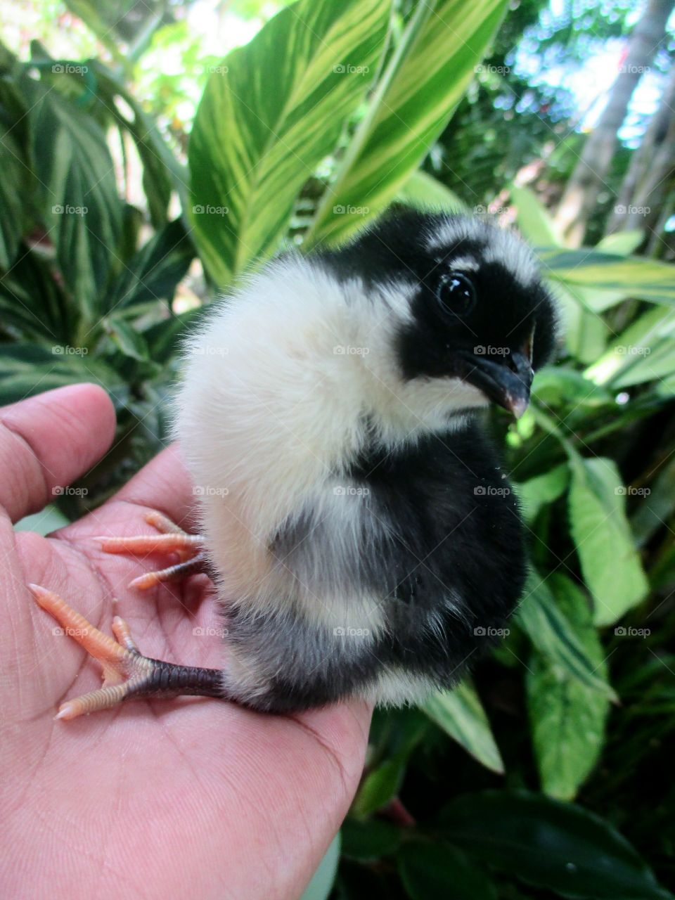 Baby chick