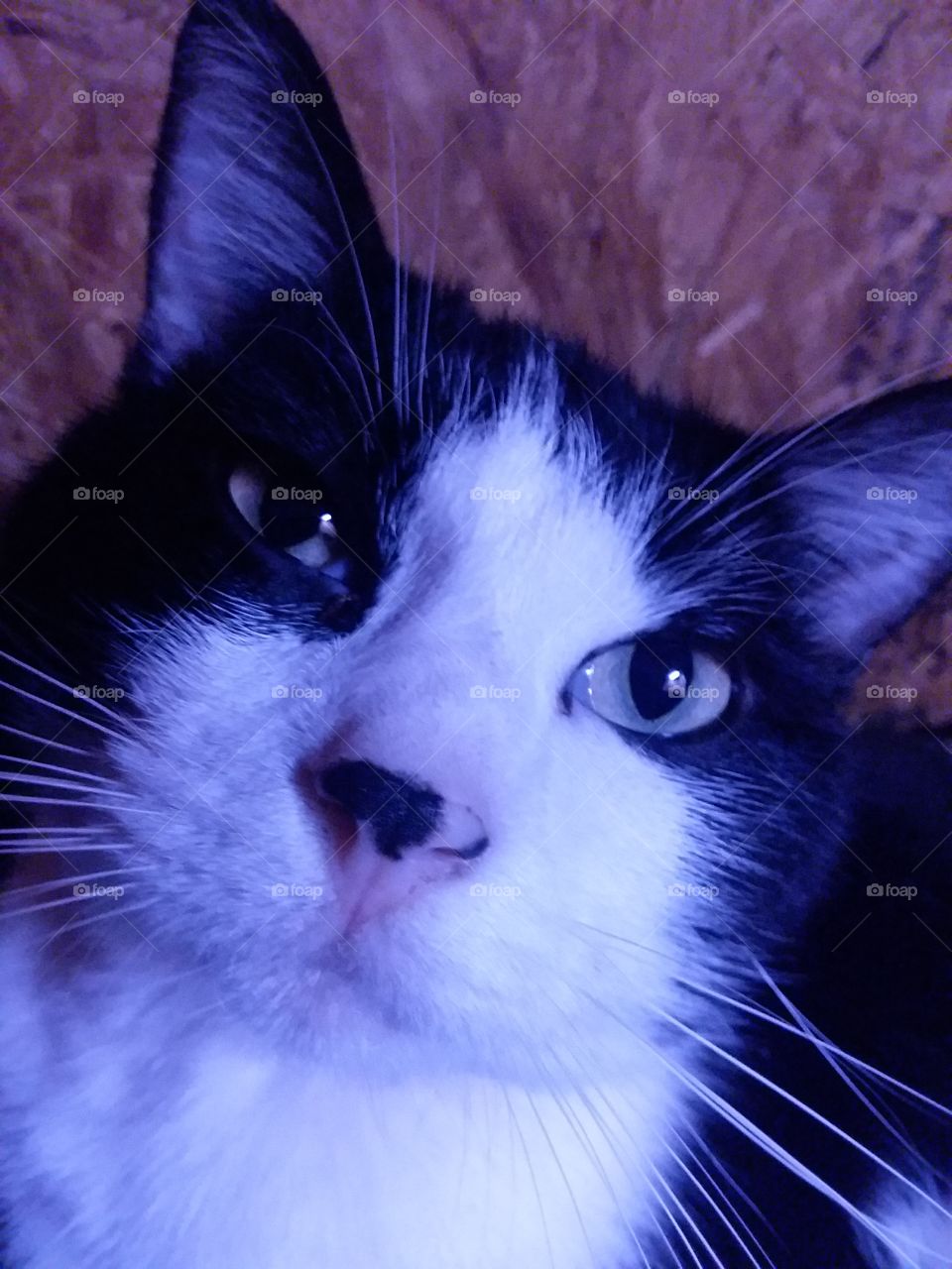 in Oreo cookies  eyes