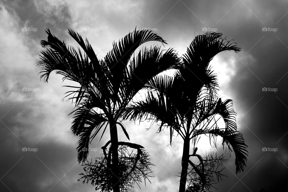 dark trees in contrast with a clear, enlightened sky, in a black and white filter