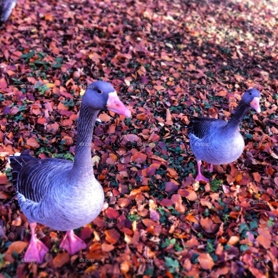 Ducks on leaves