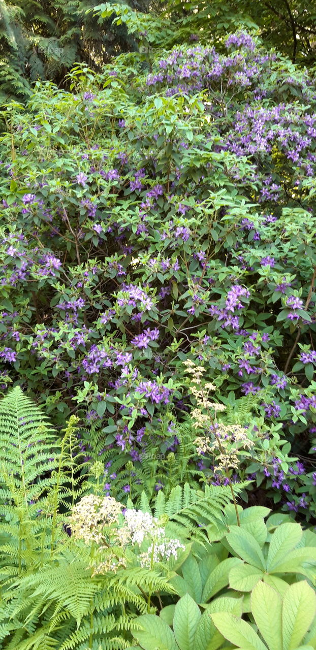 flowers in vancouver botanical garden