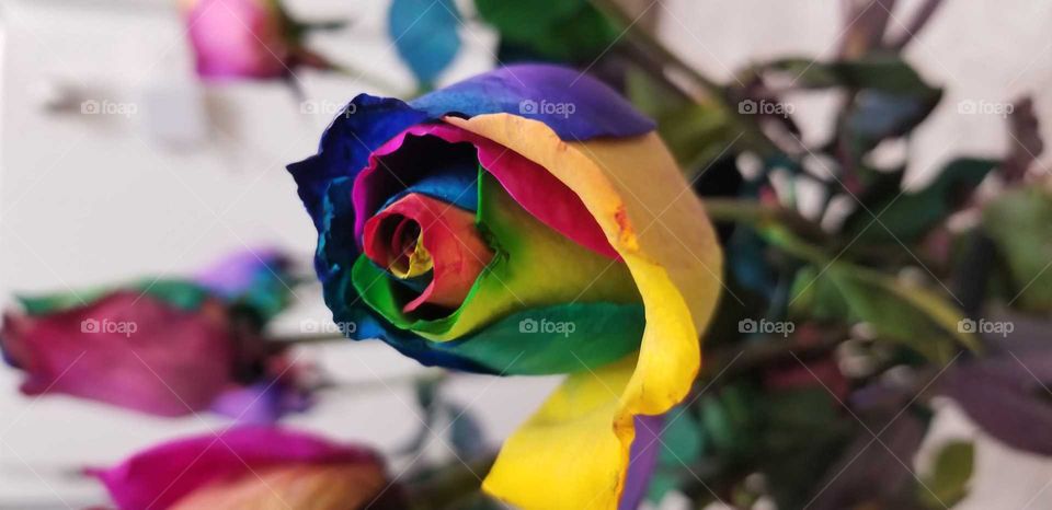 Rainbow rosebud