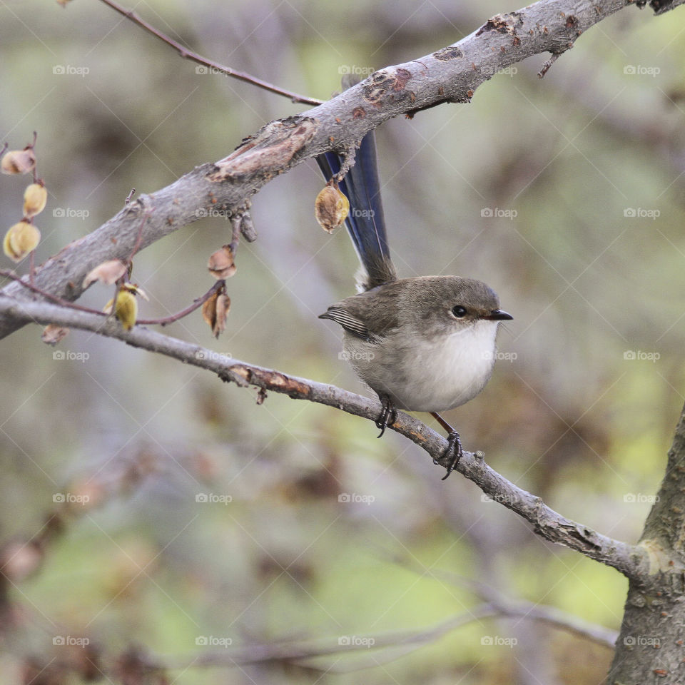 Grey Warbler Bird