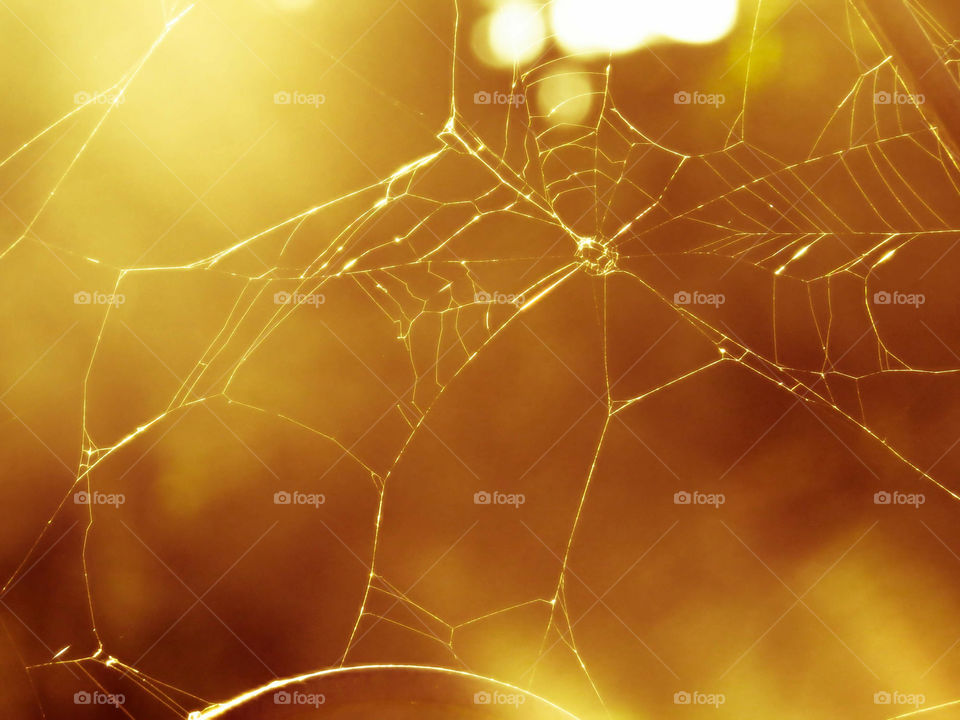 Web In The Sun