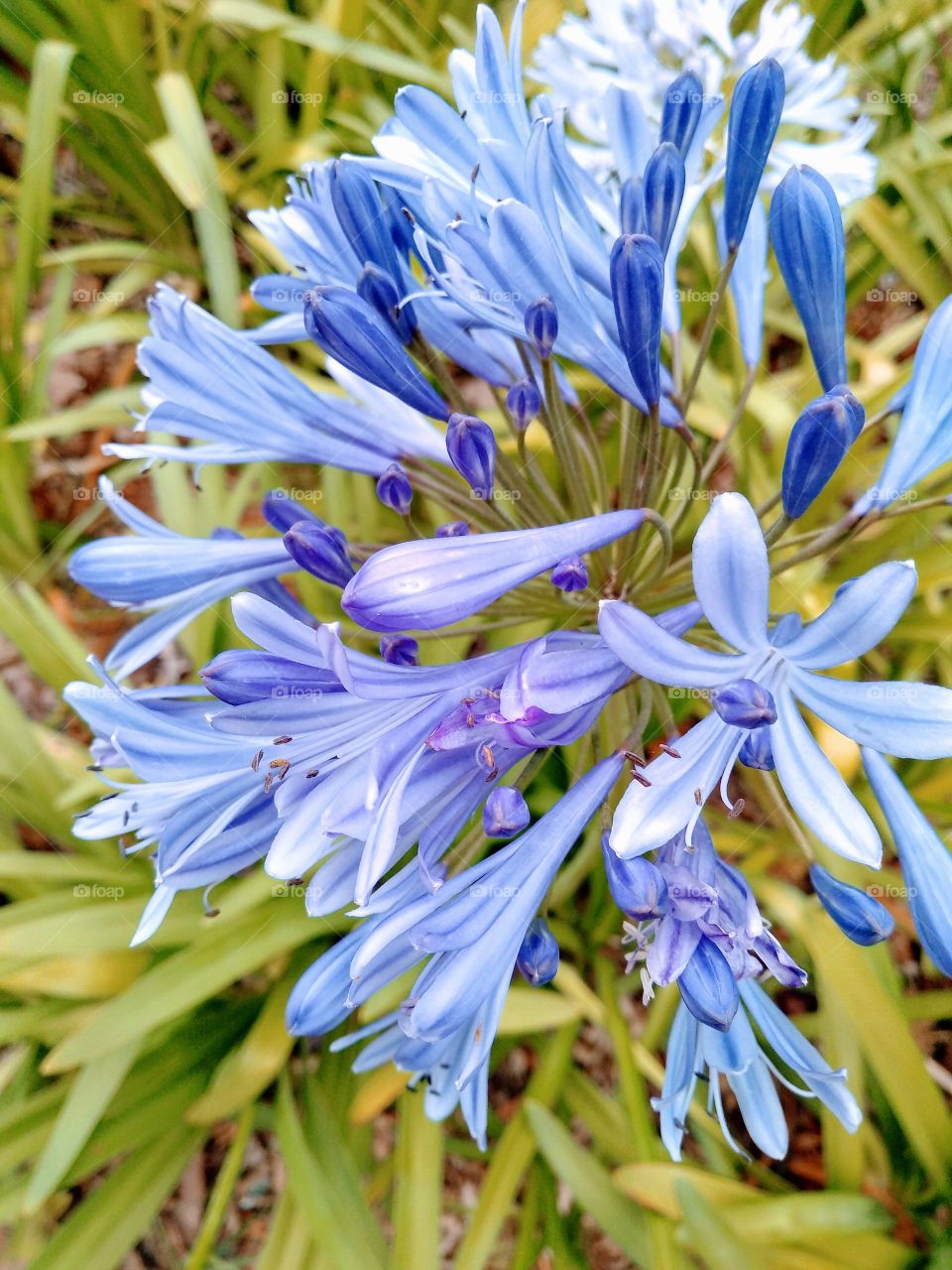 flower, blue, nature, park, spring