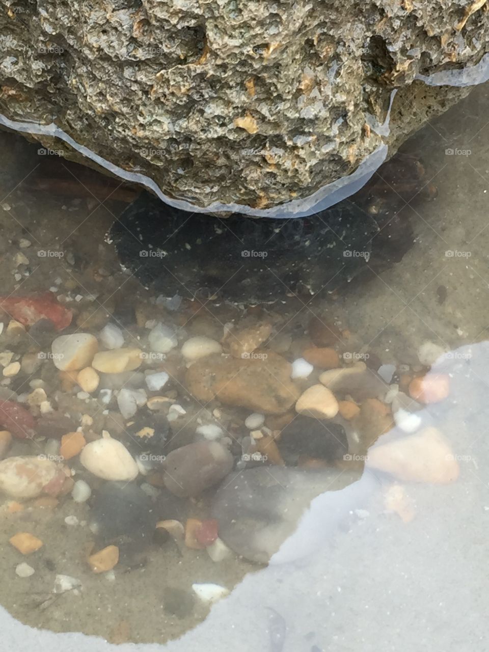 Crab under rock on bembridge beach