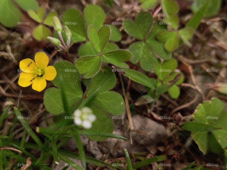 Creeping Oxalis