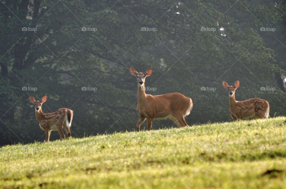 A Doe with her fawns