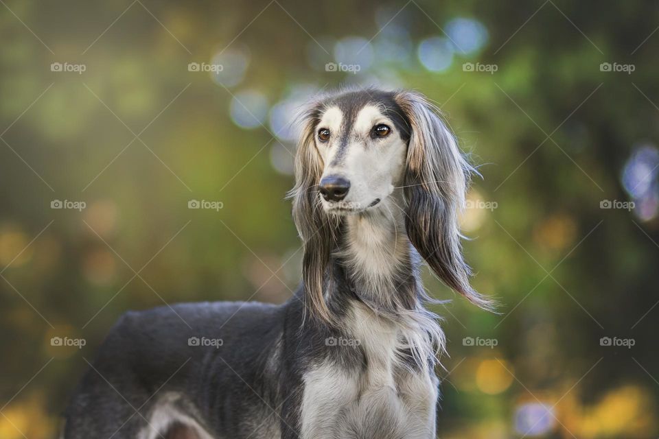 Beautiful and cute dog