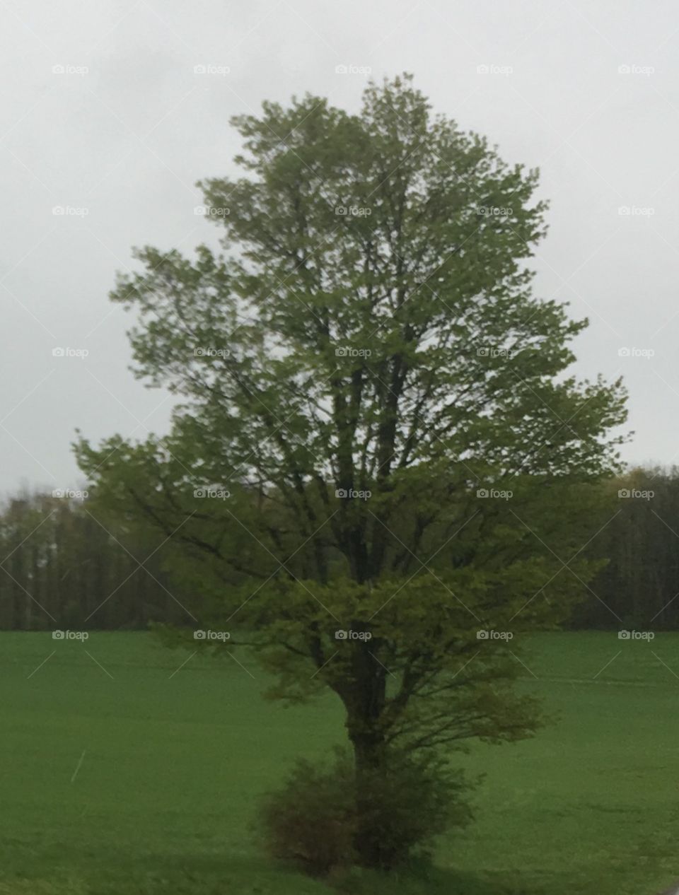 Tree, No Person, Nature, Landscape, Leaf