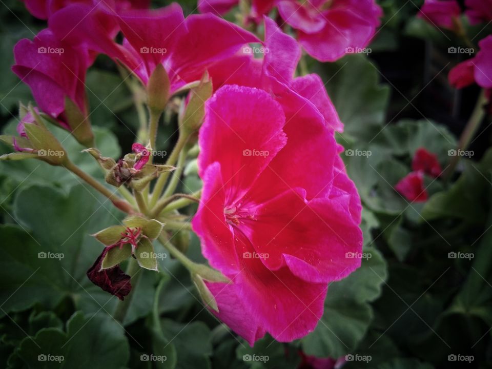 Pink and Red Geranium